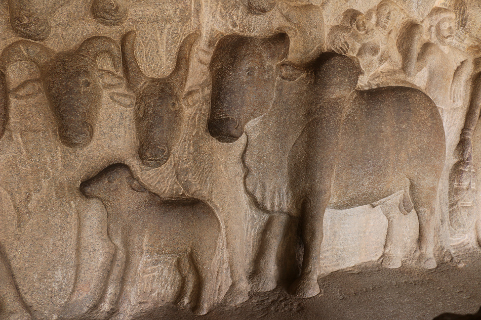 Пещерный храм. Коровы и телята