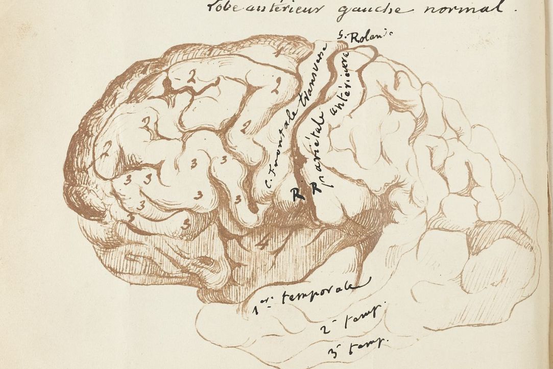 Attention and Atención: How Language Proficiency Correlates with Cognitive Skills