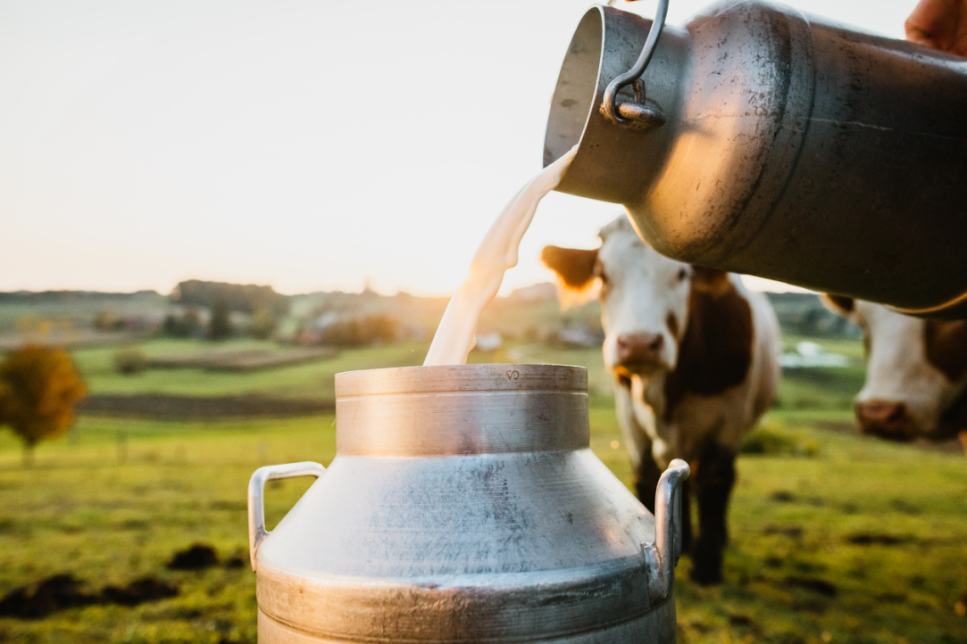 Research Determines Best Locations for Organic Dairy Farming in Russia