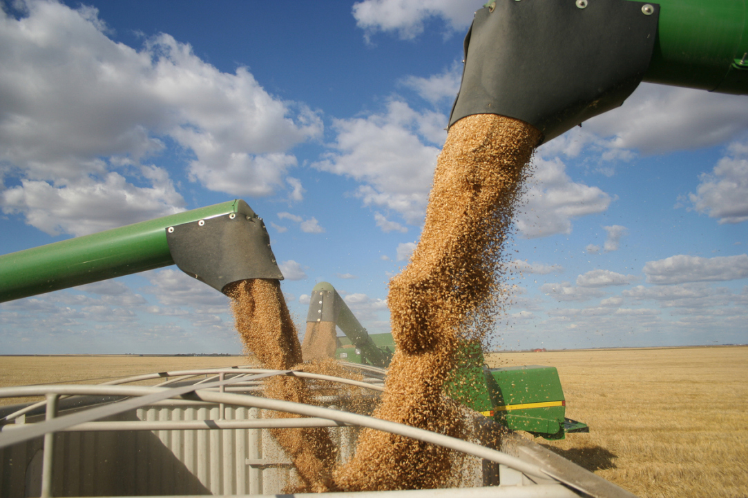 Фактчекинг: что происходит с экспортом и ценами на российское зерно