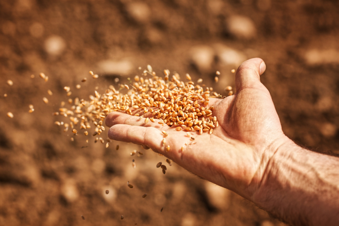 Фактчекинг: может ли введение квоты на импортные семена навредить отрасли?