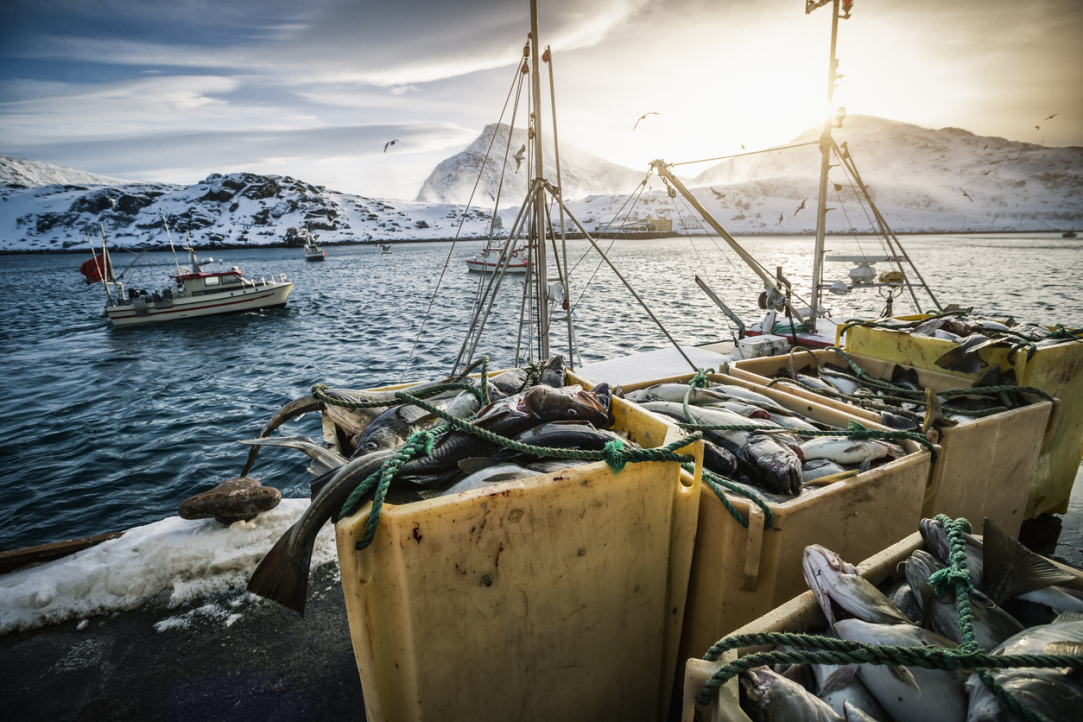 Фактчекинг: экспорт рыбной муки и рыбьего жира ограничат?