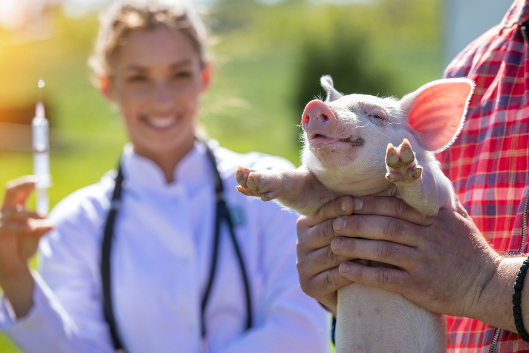 Фактчекинг: столкнутся ли свиноводы с дефицитом и ростом цен на вакцины?