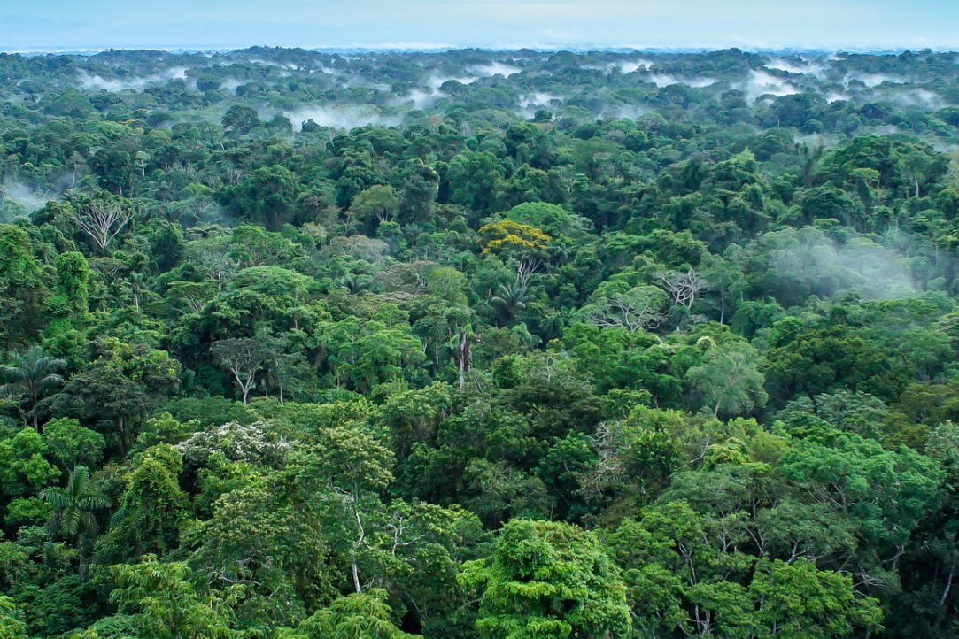 Фактчекинг: леса Амазонии производят около 20% кислорода на Земле?