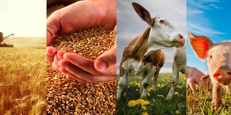 С Днем работников сельского хозяйства и перерабатывающей промышленности! Иллюстрация к новости: С Днем работников сельского хозяйства и перерабатывающей промышленности!